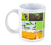 Rosas naturales peru, Rosas naturales lima, arreglos de flores peru, regalos dia de los enamorados, regalos dia de san valentin, Floreria con delivery lima, floreria peru, florerias lima, flores peru, Flores y Regalos peru